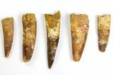 Lot: to Bargain Spinosaurus Teeth - Pieces #141538-1